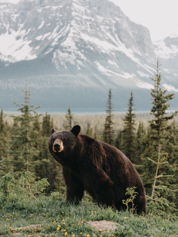 Um urso