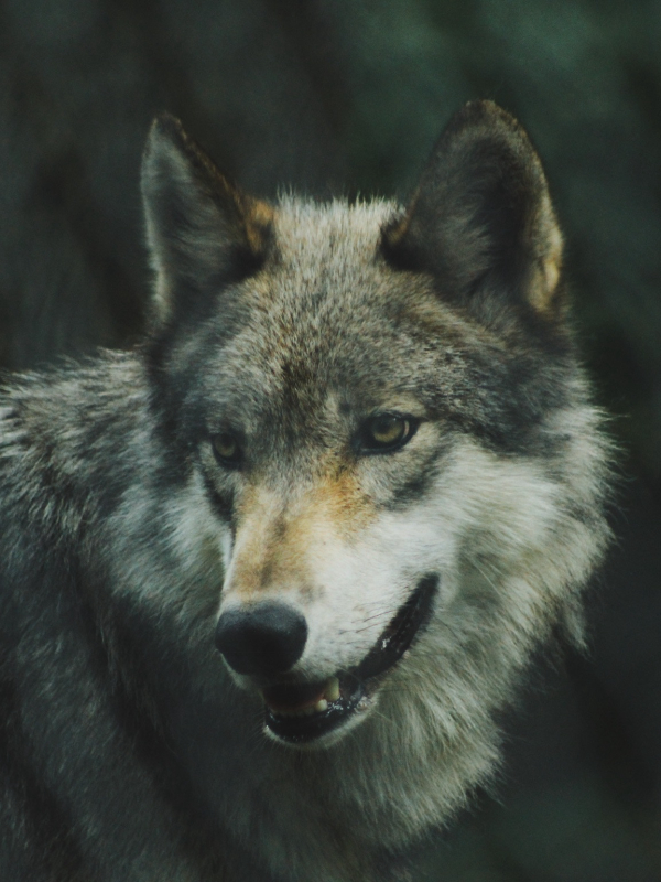 Um lobo