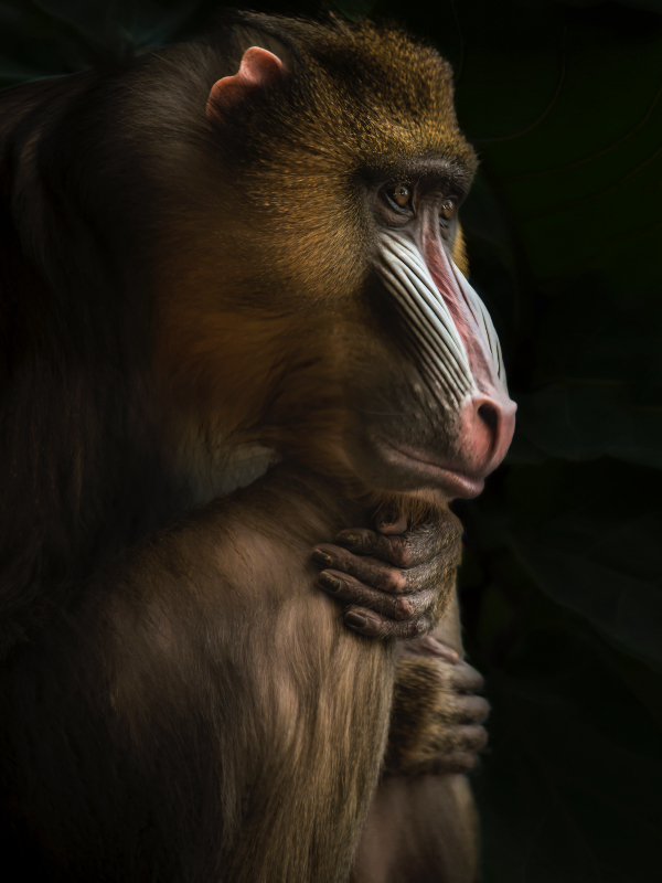 Um macaco